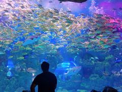 -芜湖新华联大白鲸海洋公园