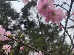 -桃花堤公园