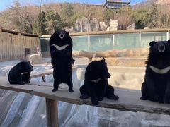 -东方熊牧场