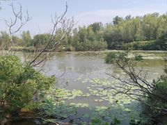 -翠湖国家城市湿地公园