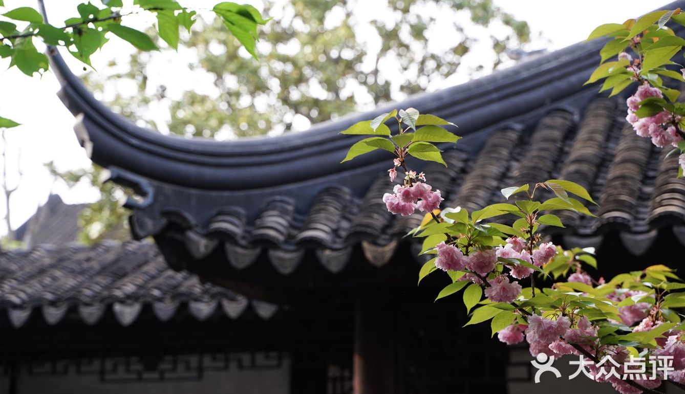 在狮子林遇上梦幻紫