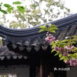 在狮子林遇上梦幻紫