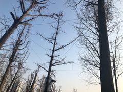 -百林公园-两江幸福广场