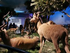 -国家自然博物馆