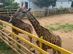 -西霞口神雕山野生动物世界