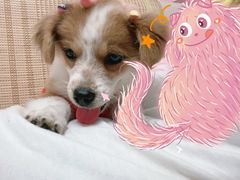 -东莞宠友24H宠物中心医院·转诊夜诊·异宠(新河北路院)