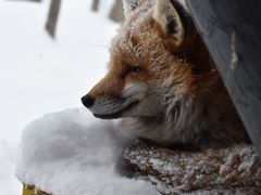 -宫城藏王狐狸村