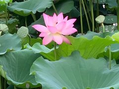 -荔湾湖公园