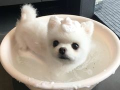 -满天星太珍火锅
