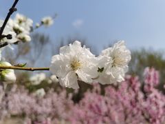 -大兴滨河森林公园