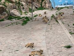 -西霞口神雕山野生动物世界