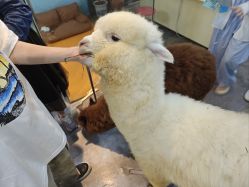 -神奇动物撸宠馆·羊驼·小浣熊·异宠(豫园店)