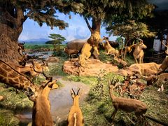 -国家自然博物馆