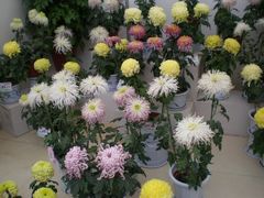 菊花-西安世博园