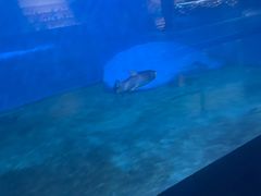 -蓬莱欧乐堡海洋极地世界