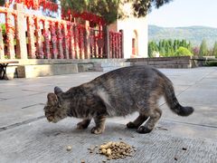 -四门塔风景区