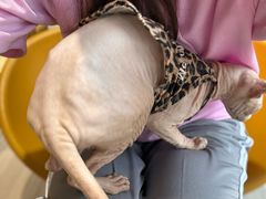 -藏猫猫咖啡主题馆(中央大道店)