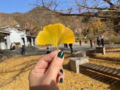 -遵化市禅林寺古银杏风景园