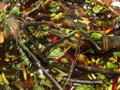 -吉香碳烤生蚝(仙霞路店)