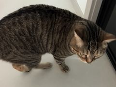 -灵美宠物诊所