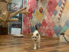 -袖虎·猫馆(体育西路店)