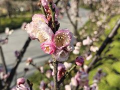 -新虹桥中心花园