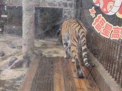 -海南热带野生动植物园