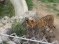 -石家庄市动物园