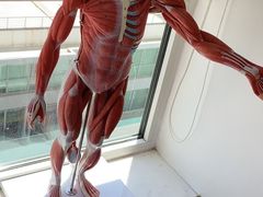 -体博士·疼痛调理·体态矫正·运动康复中心(大望路华贸店)