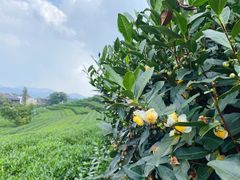 -龙坞茶村