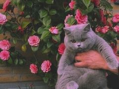 -飞行喵MR PILOT|猫舍·猫咖(静安大融城店)