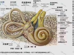 -自然之声助听器·呼吸机(贵定店)