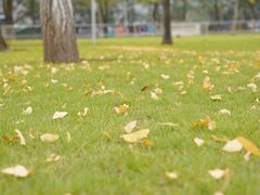 -重庆市江北嘴中央商务区中央公园