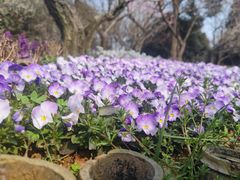 -梅花山(明孝陵内)