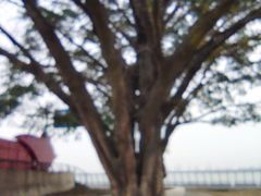 -大湾区中央湿地公园-十九涌