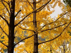 -高庙村(地铁站)