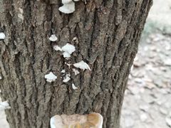 -蜀冈西峰生态公园