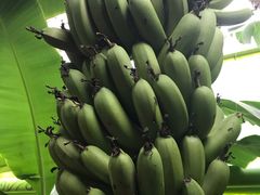 -呀路古热带植物园