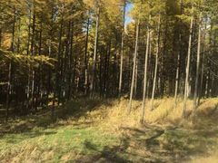 -塞罕坝国家级自然保护区