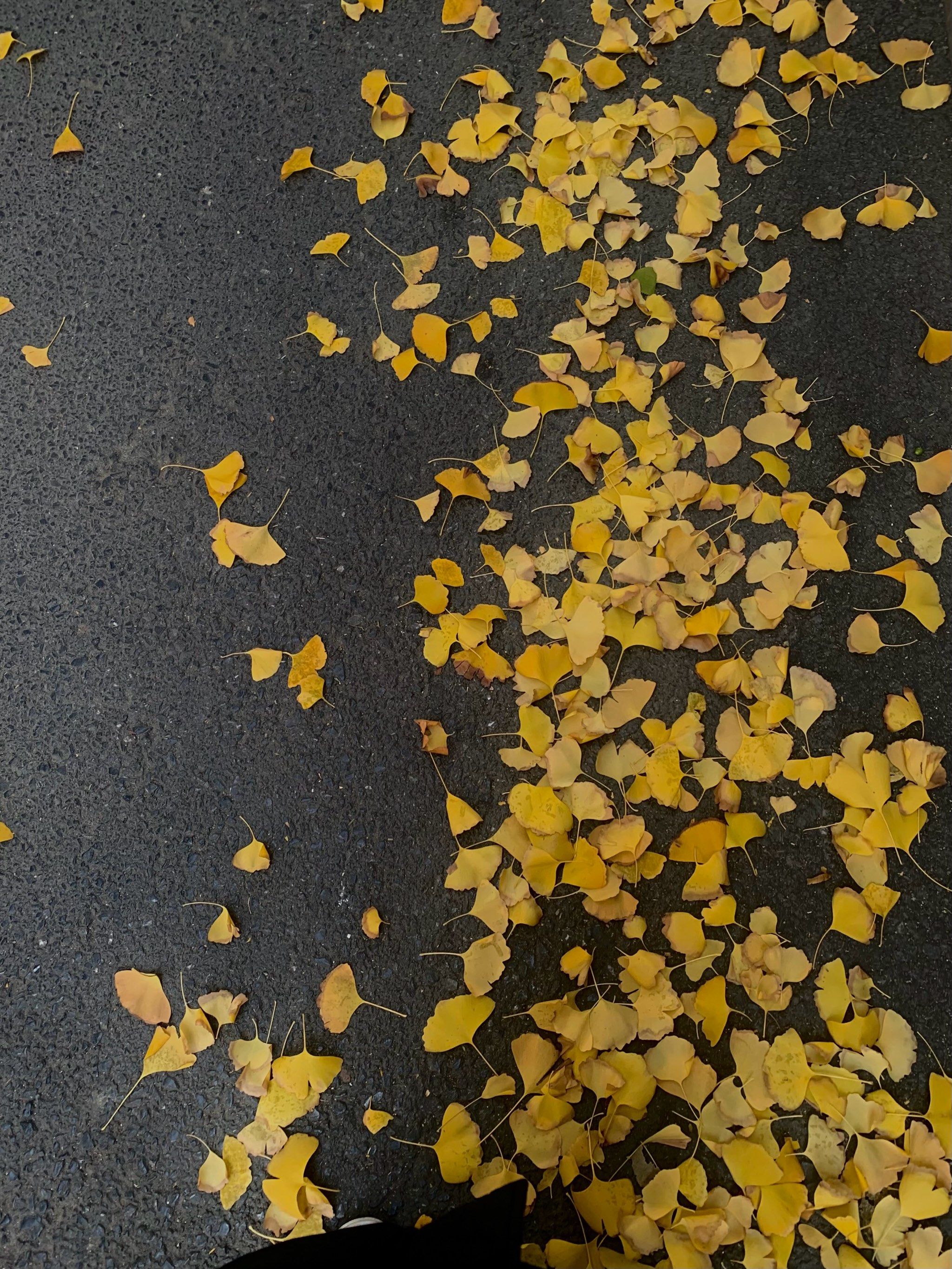 又到了银杏叶飘落的时候