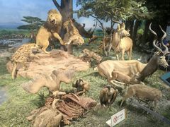 -国家自然博物馆