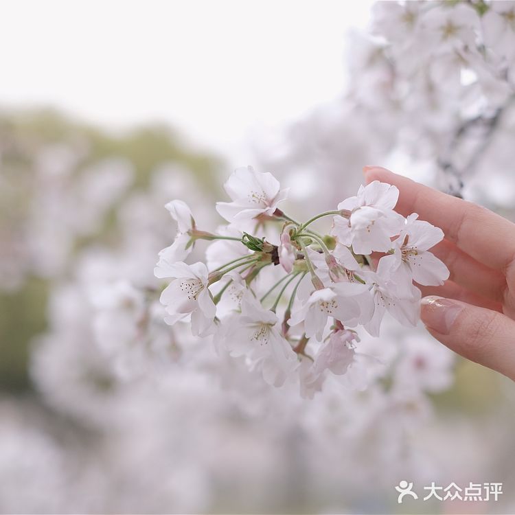苏城浪漫樱花实录🌸