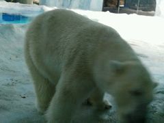 北极熊-风致肯麦基(忠信店)