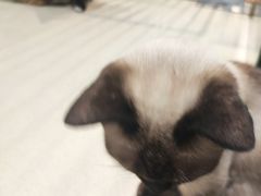 -藏猫猫咖啡主题馆(中央大道店)