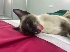 -爱侣宠医·鹦鹉专科·小型哺乳类·异宠专科(灵石路店)