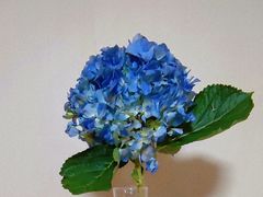 -宝鸡东道花鸟鱼虫市场(吉利花园商场店)