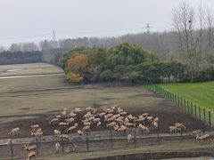 -溱湖国家湿地公园