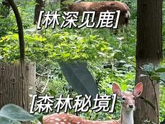 -东平国家森林公园
