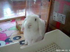 -新鞑烤羊腿(康平路店)