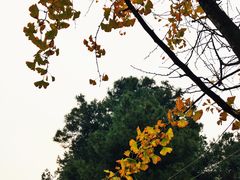 -铁山坪森林公园